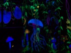 jellyfish in the jungle 2017